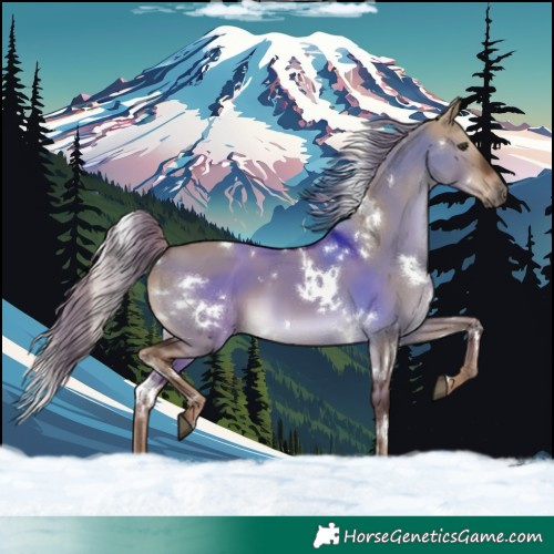 Horse Color:White Spotted Liver Red Dun 