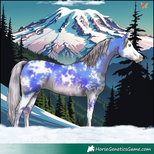Horse Color:Watercolor White Spotted Liver Chestnut Splash Rabicano 