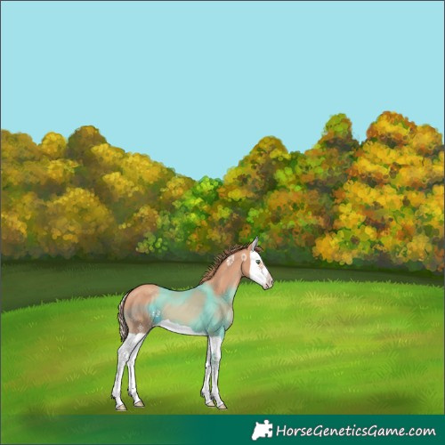 Horse Color:Gold Champagne Splash