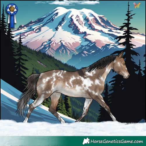 Horse Color:White Spotted Brown Dun Rabicano 