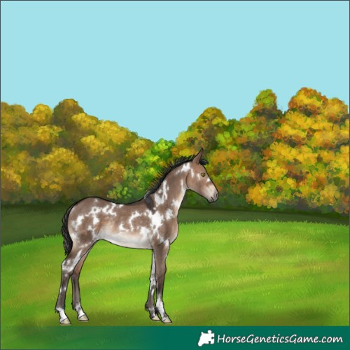 Horse Color:White Spotted Brown Dun Rabicano 