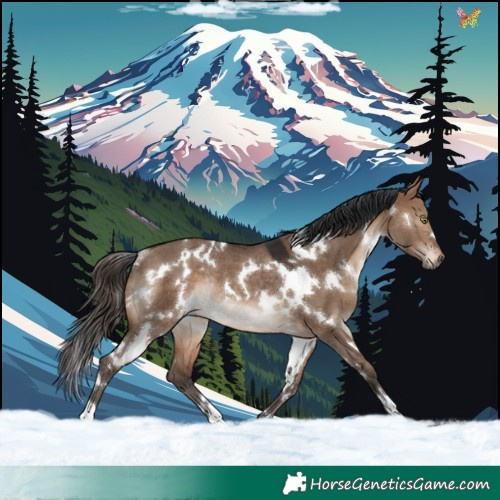 Horse Color:White Spotted Brown Dun Rabicano 