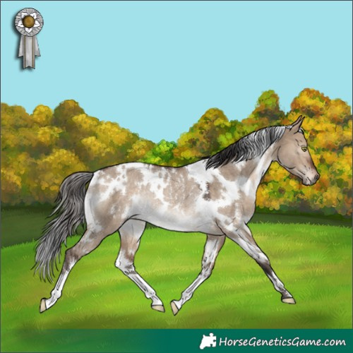 Horse Color:White Spotted Brown Dun Rabicano