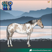 Horse Color:White Spotted Brown Dun Rabicano 