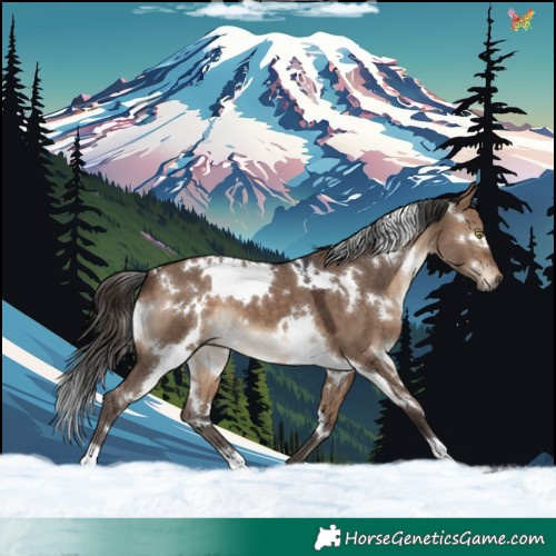 Horse Color:White Spotted Brown Dun 