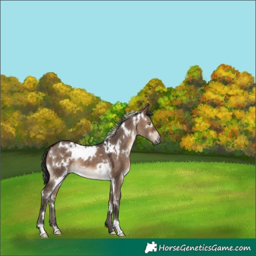 Horse Color:White Spotted Brown Dun 