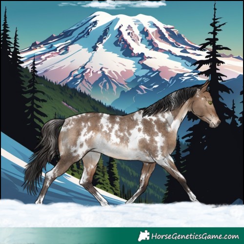 Horse Color:White Spotted Brown Dun Rabicano