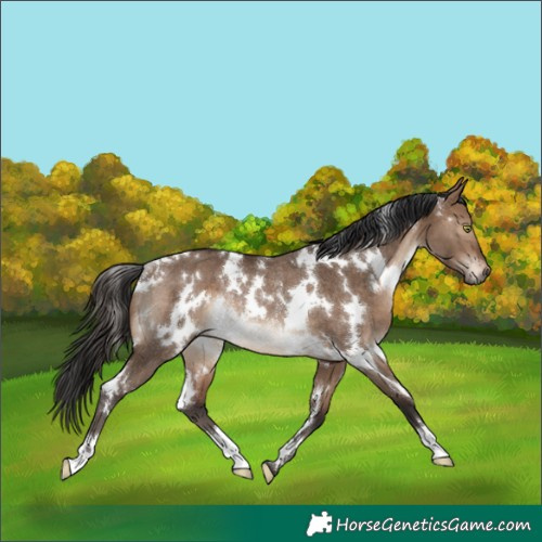 Horse Color:White Spotted Brown Dun Rabicano 