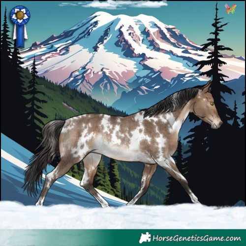 Horse Color:White Spotted Brown Dun Rabicano 