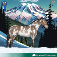 Horse Color:White Spotted Brown Dun Rabicano