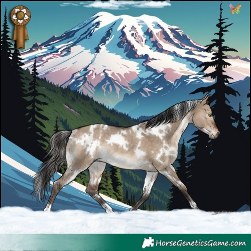 Horse Color:White Spotted Brown Dun Rabicano 