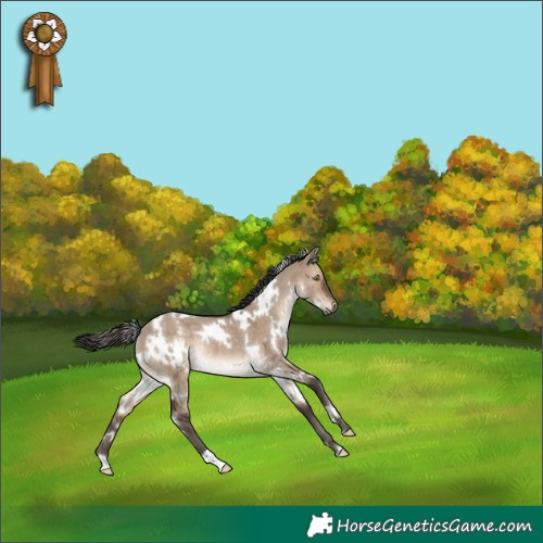 Horse Color:White Spotted Brown Dun Rabicano 