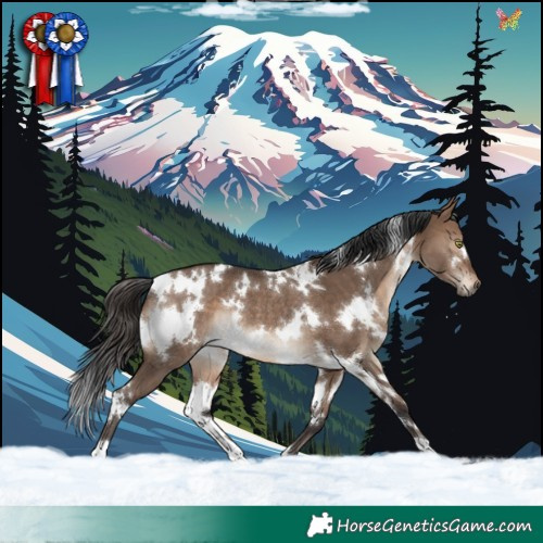 Horse Color:White Spotted Brown Dun Rabicano