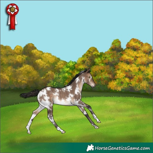 Horse Color:White Spotted Brown Dun Rabicano 