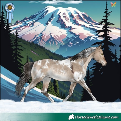 Horse Color:White Spotted Brown Dun Rabicano 