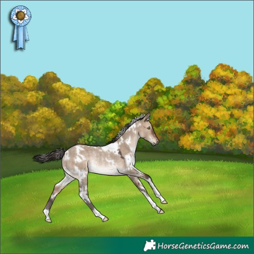 Horse Color:White Spotted Brown Dun Rabicano 