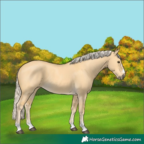Horse Color:Palomino Dun 