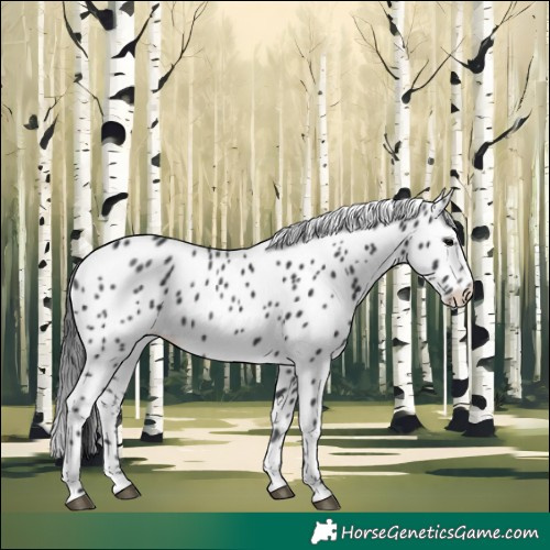 Horse Color:Black Appaloosa Rabicano 