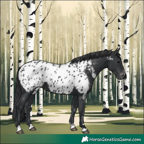 Horse Color:Black Appaloosa Rabicano