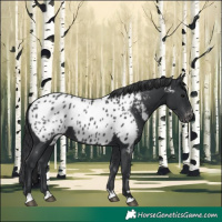 Horse Color:Black Appaloosa Rabicano