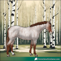 Horse Color:Red Roan Splash 