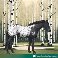Horse Color:Black Appaloosa Rabicano 