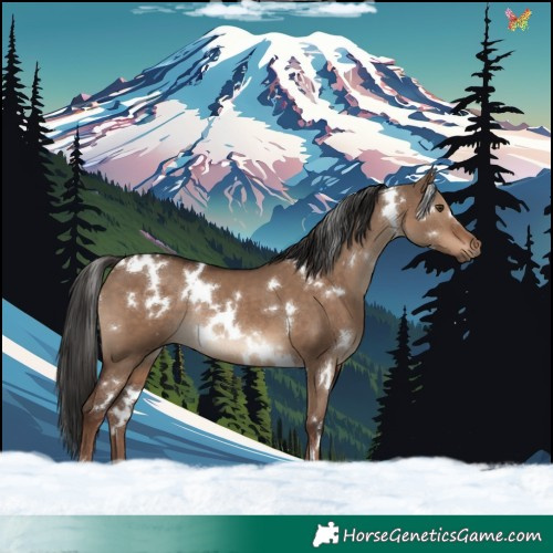 Horse Color:White Spotted Liver Red Dun Rabicano 