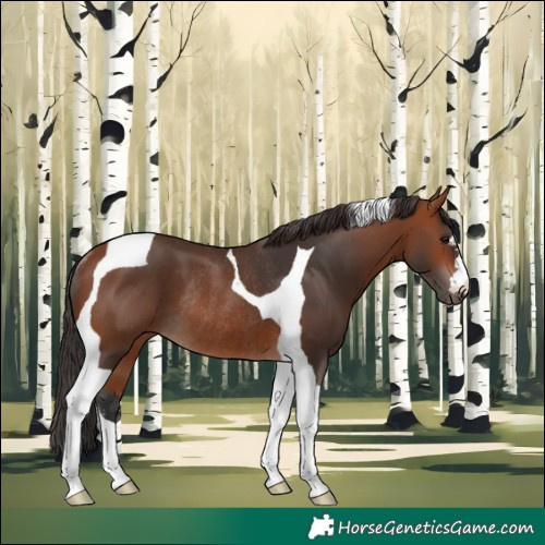 Horse Color:Bay Tobiano Rabicano 