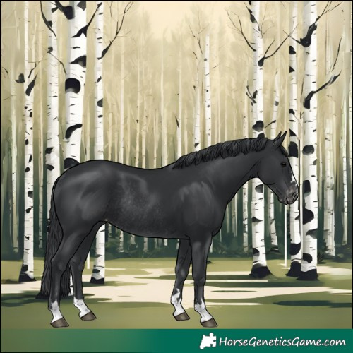 Horse Color:Black Appaloosa Rabicano 