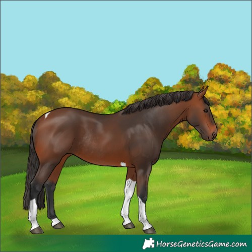 Horse Color:Bay Tobiano Rabicano 