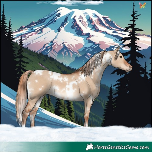 Horse Color:White Spotted Red Dun 