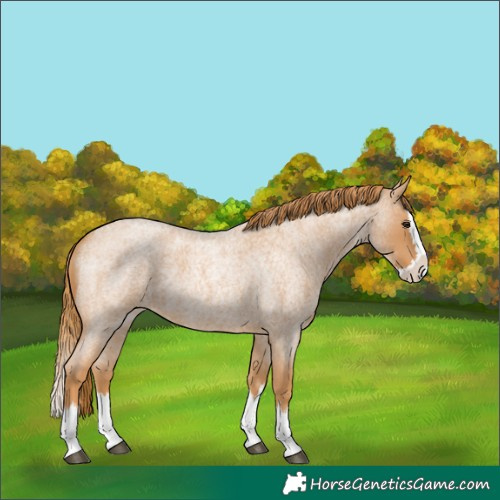 Horse Color:Red Roan Splash 