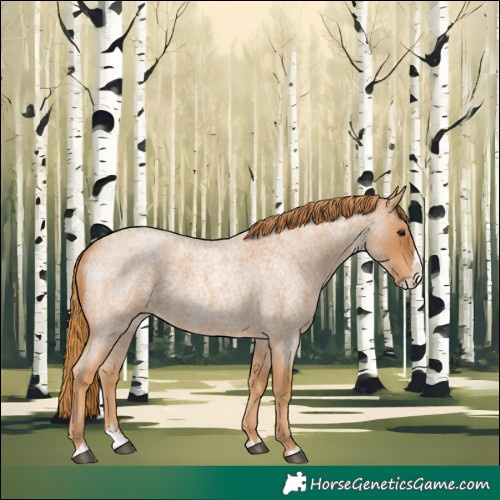 Horse Color:Red Roan Splash
