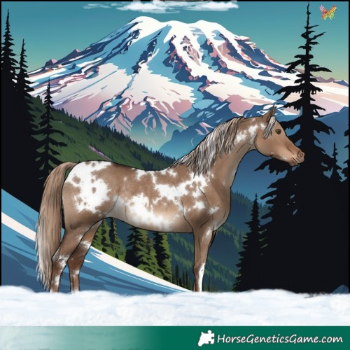 Horse Color:White Spotted Liver Red Dun Rabicano 