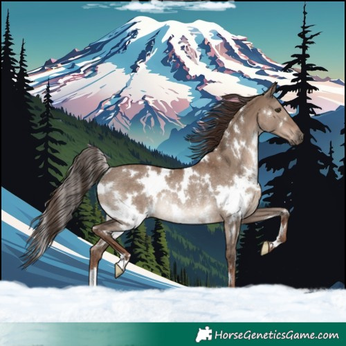 Horse Color:White Spotted Liver Red Dun Rabicano 