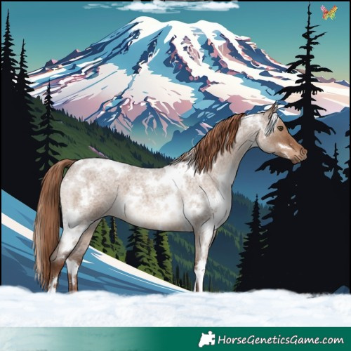 Horse Color:White Spotted Liver Red Dun Roan 