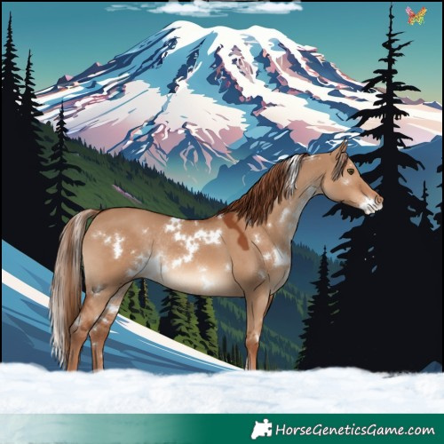 Horse Color:White Spotted Red Dun Rabicano