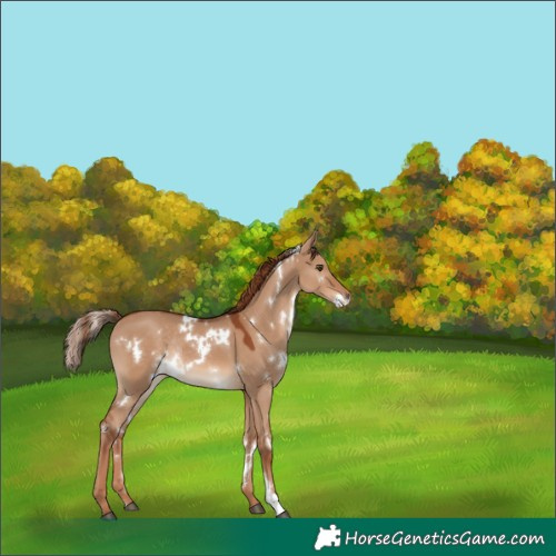 Horse Color:White Spotted Red Dun Rabicano 
