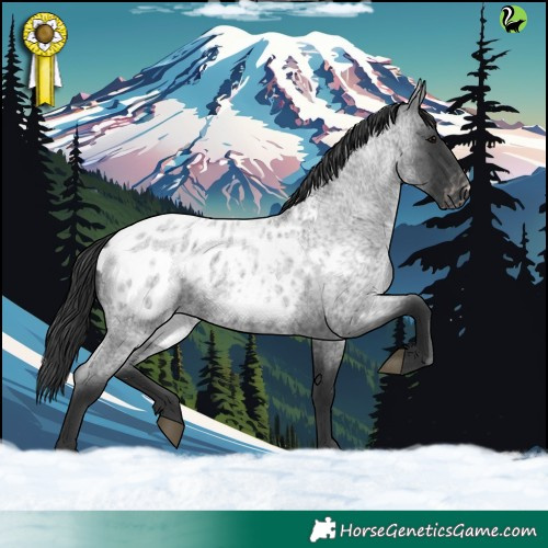 Horse Color:Blue Roan Appaloosa 