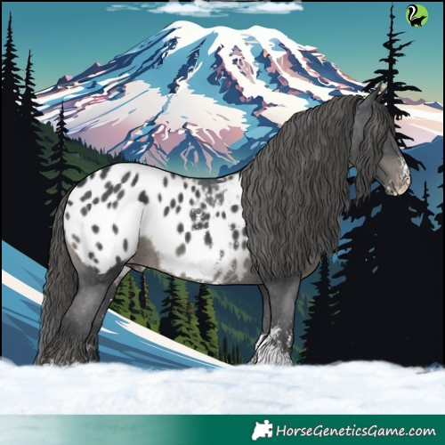 Horse Color:Black Sabino Appaloosa 