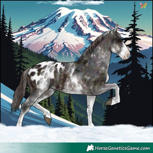 Horse Color:White Spotted Midnight Brown Appaloosa 