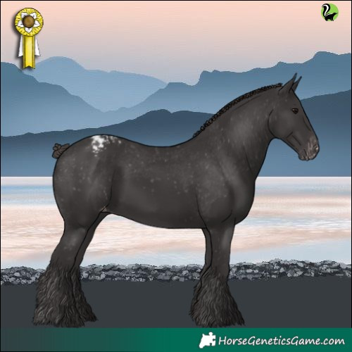 Horse Color:Smoky Black Varnish 
