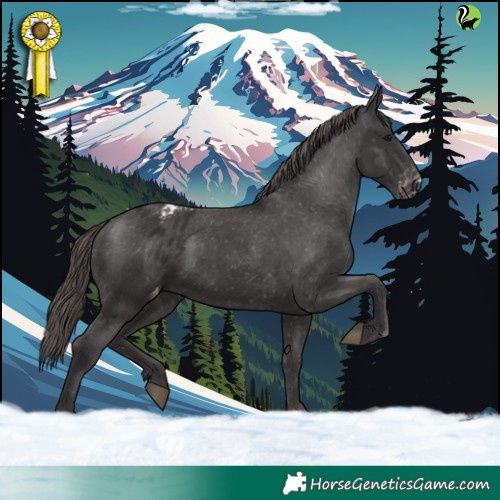 Horse Color:Smoky Black Appaloosa 