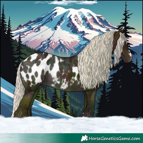 Horse Color:Midnight Silver Buckskin Ice Appaloosa 
