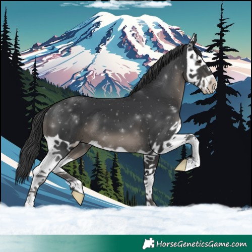 Horse Color:Black Splash 