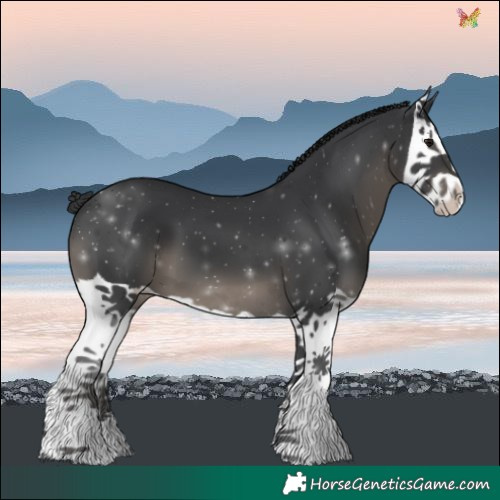 Horse Color:Black Splash 