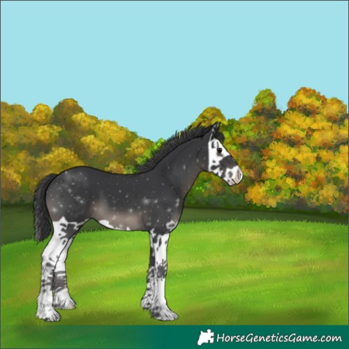 Horse Color:Black Splash 