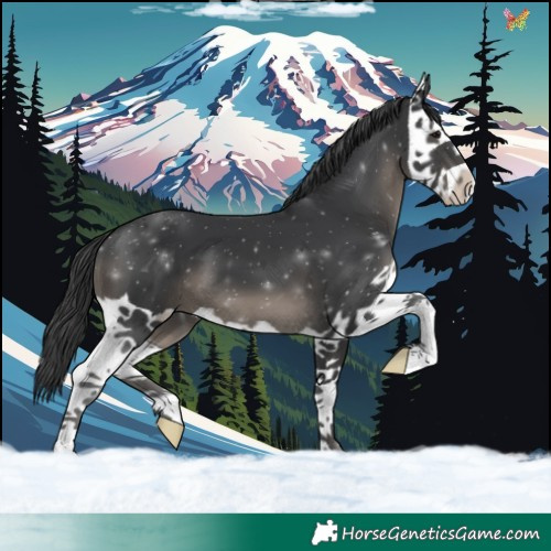 Horse Color:Black Splash 