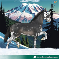 Horse Color:Black Splash