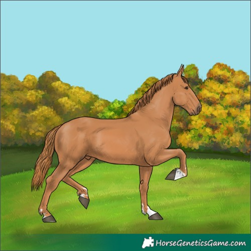Horse Color:Chestnut 